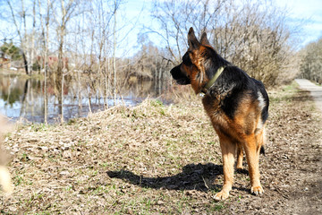 Dog German Shepherd near water in a sping day