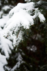 green needles image under the snow.