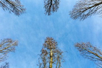Crown of a trees