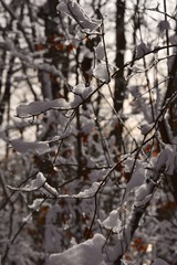 Snow on the branches of trees. Abstract texture. Blue sky. Winter.