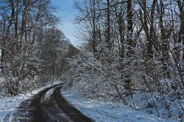 Road in the winter forest. No one. Snow on the branches of trees. Winter sunny day.