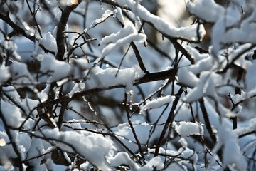 Snow on the branches of trees. Abstract texture. Blue sky. Winter.
