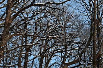 Snow on the branches of trees. Abstract texture. Blue sky. Winter.