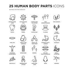 Set of 25 Human Body Parts linear icons such as Woman dark long hair, White blood cell, Uterus and Fallopian tube, Two Spermatozoon, vector illustration of trendy icon pack. Line icons with thin line