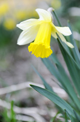 Gelbe Nazisse bl&uuml;ht