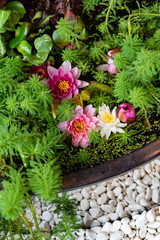 Lotus Flower.Background is the lotus leaf and lotus bud and lotus flower.
