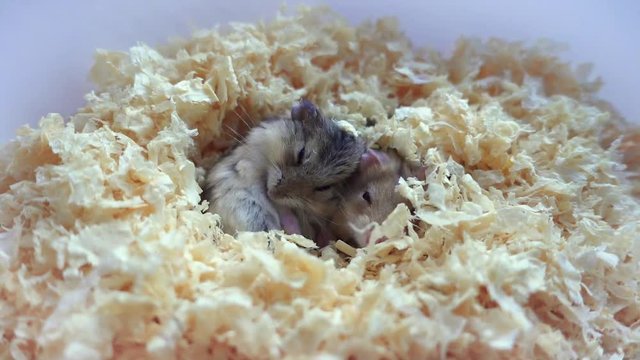 Dzungarian hamster sleeps in sawdust.