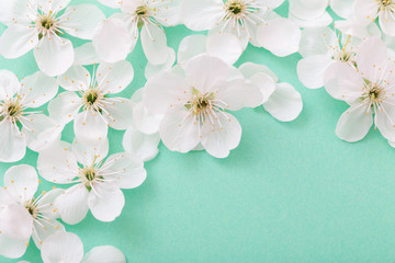 cherry flowers on paper background