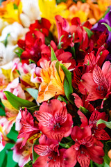 Obraz na płótnie Canvas colorful freesia flowers top view, natural background