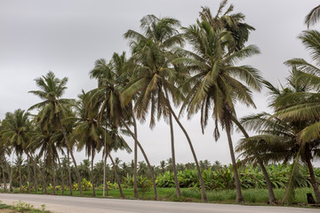 Fototapeta na wymiar Road lined with palm trees and fruit plantations in Salalah, Oman, during khareef