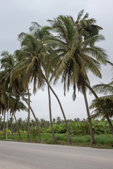Fototapeta na wymiar Road lined with palm trees and fruit plantations in Salalah, Oman, during khareef