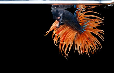 Siamese fighting fish ,Crowntail, yellew fish on a black background, Halfmoon Betta.