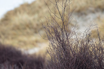 Obraz premium Dune landscape on the island Helgoland