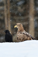 Eagle with raven in winter