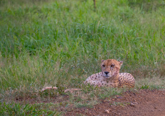 A cheetah lies down in the green grass in the African bush image with copy space in landscape format