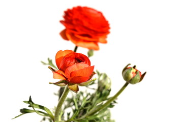 ラナンキュラス、かわいい赤い花