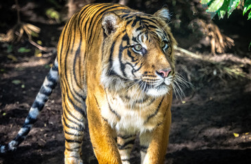 Fototapeta na wymiar Sumatran Tiger at Melbourne Zoo