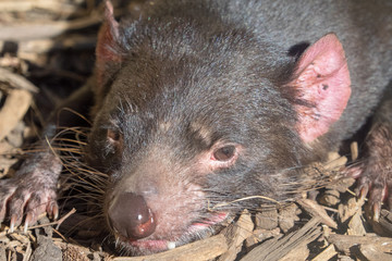 Tasmanian Devil Face