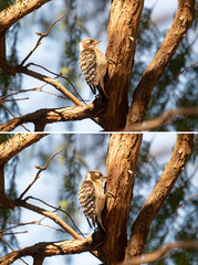 Woodpecker pecking, drumming, a tree trunk in winter.