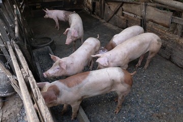 Group of young pigs in local farm, Thailand.