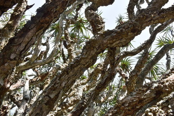 Fototapeta na wymiar Dragon trees on Pico island, Azores, Portugal