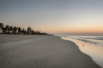 Palm fringed beach at Salalah, Oman