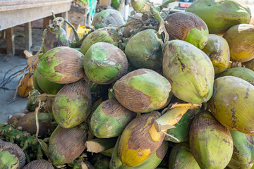 Fresh coconuts for sale, Salalah, Oman