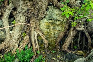 fairy forest, roots on the stone