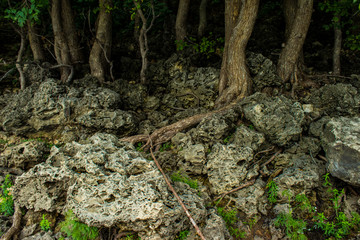 fairy forest, roots on the stone