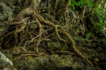 fairy forest, roots on the stone
