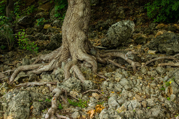 fairy forest, roots on the stone