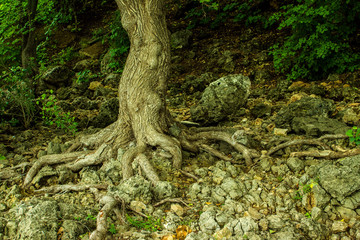 fairy forest, roots on the stone