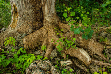 fairy forest, roots on the stone