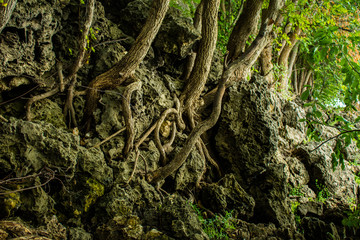 fairy forest, roots on the stone
