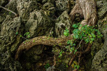 fairy forest, roots on the stone
