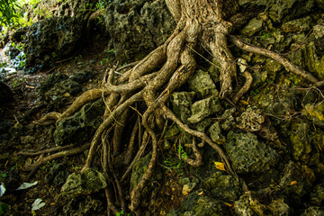 fairy forest, roots on the stone