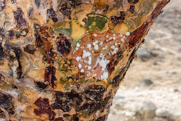 Sap of a frankincense tree near Salalah, Dhofar governorate, Oman