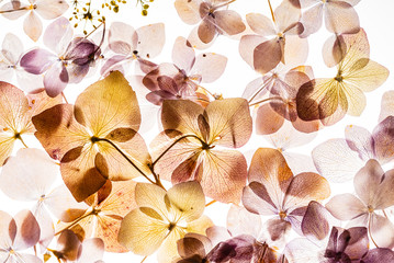 pink hydrangea flowers isolated on the white background