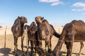 Camels, near Salalah, Oman