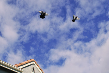 pigeons flying away from residential home