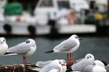 Seagulls at the harbor