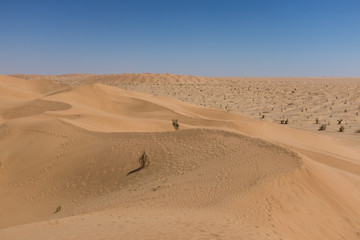 Fototapeta na wymiar The Empty Quarter desert, Oman
