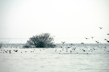 A heaven for migratory birds