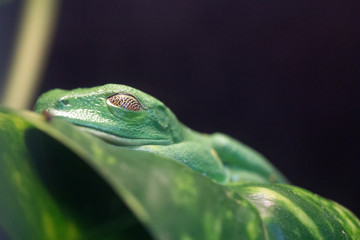 Agalychnis callidryas