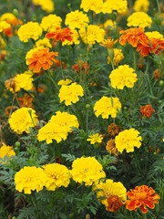 Flower yellow orange beautiful in nature