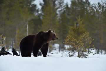 Brown bear with ravens on the snow early in spring. Finnish taiga.