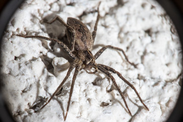 macro insects