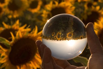 Fields of sunflowers through a crystal ball
