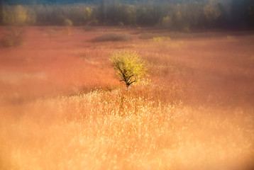 Fotografia abstracta en los campos de mimbre