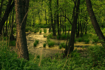 the swamp woods, bog